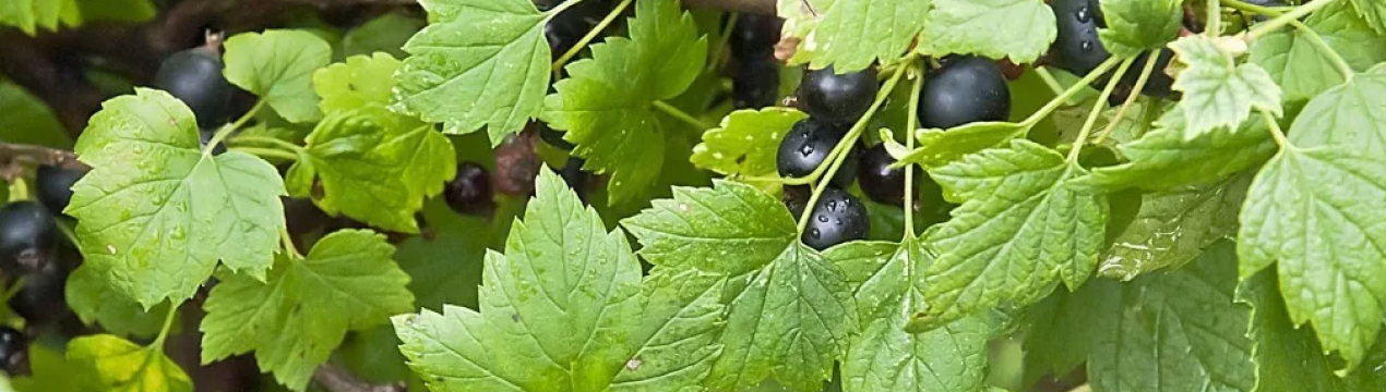Ці 5 дій після збору смородини збільшать шанси на хороший урожай в новому сезоні