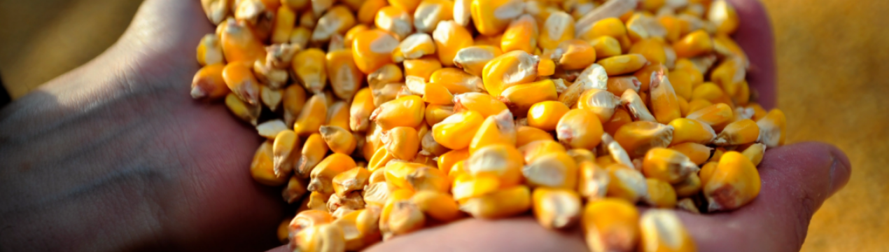 Протягом року експорт української кукурудзи за кордон збільшився приблизно у 3 рази
