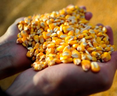 Протягом року експорт української кукурудзи за кордон збільшився приблизно у 3 рази