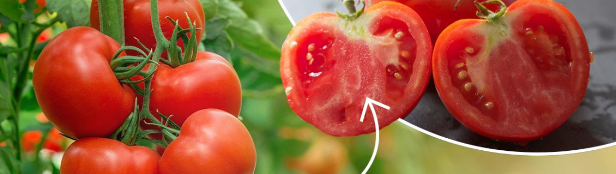 Откуда внутрі у помідор беруться білі прожилки? Називаю 3 основні причини