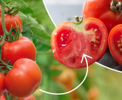 Откуда внутрі у помідор беруться білі прожилки? Називаю 3 основні причини