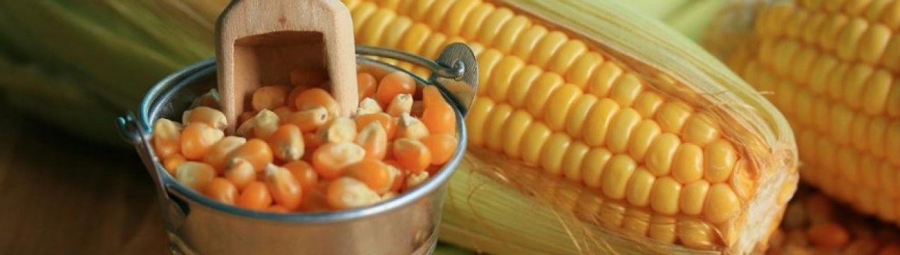 Вирощування і догляд за цукровою кукурудзою