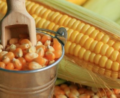 Вирощування і догляд за цукровою кукурудзою