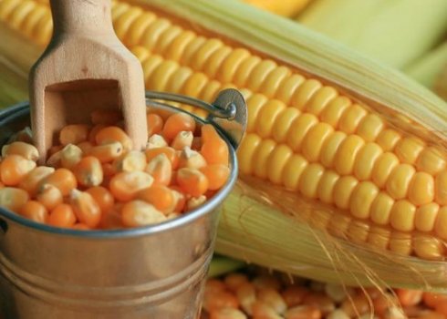 Вирощування і догляд за цукровою кукурудзою