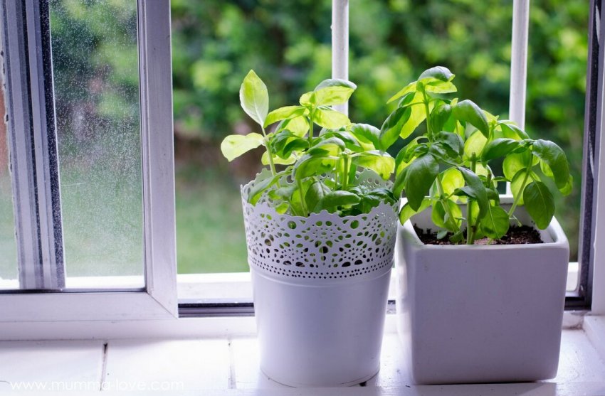 Базилік на підвіконні Базилік на підвіконні