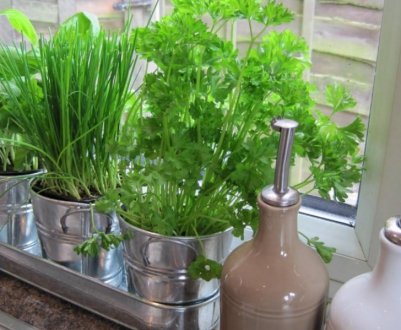 Літом - в огороді, зимою - на підвіконні: 5 овочів, які можна зібрати з грядки вдома