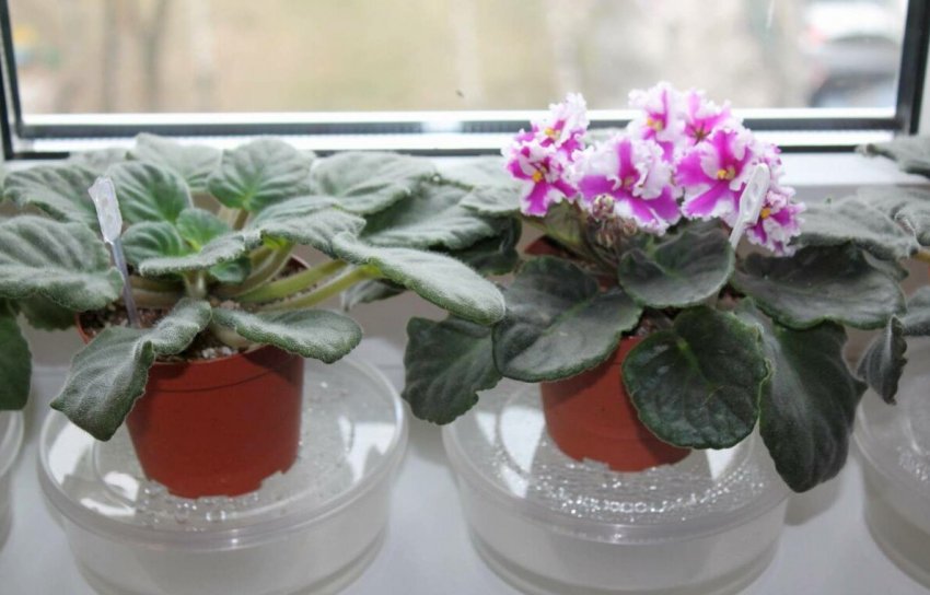 Фіалки погано цвітуть Фіалки погано цвітуть