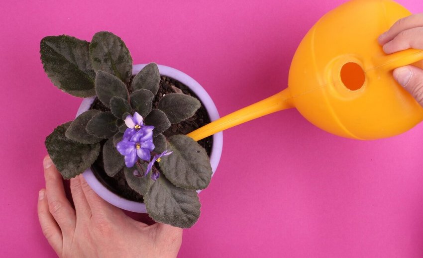 Полив фіалки Полив фіалки