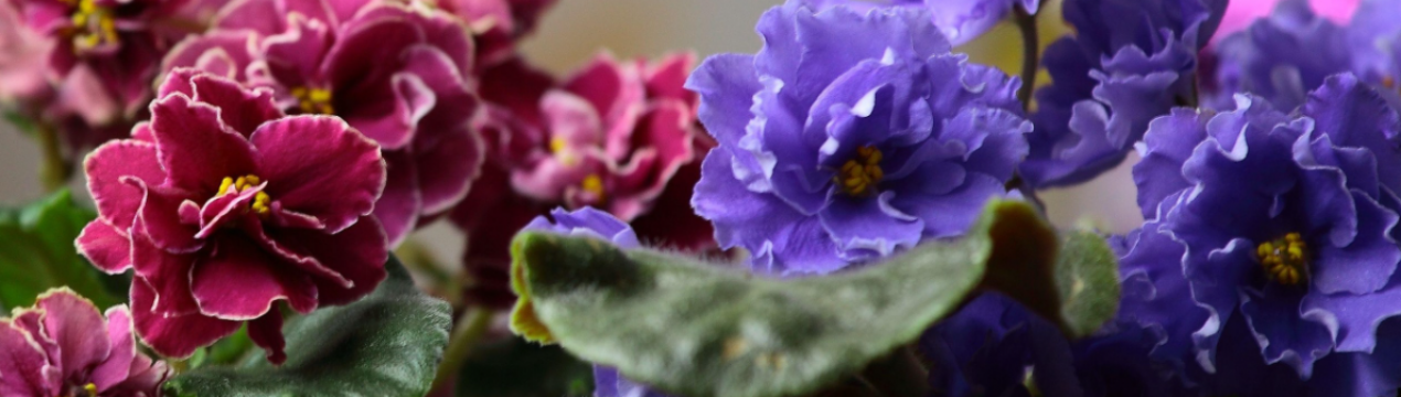 Отже, чому фіалки не цвітуть шапкою. 5 рекомендацій як виправити ситуацію без «напилювання» добривами