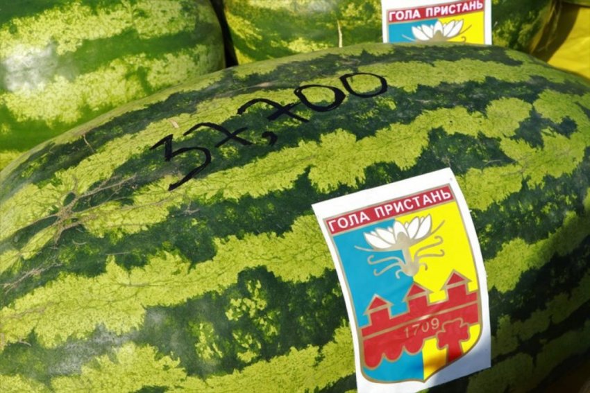 Арбуз-рекордсмен Арбуз-рекордсмен