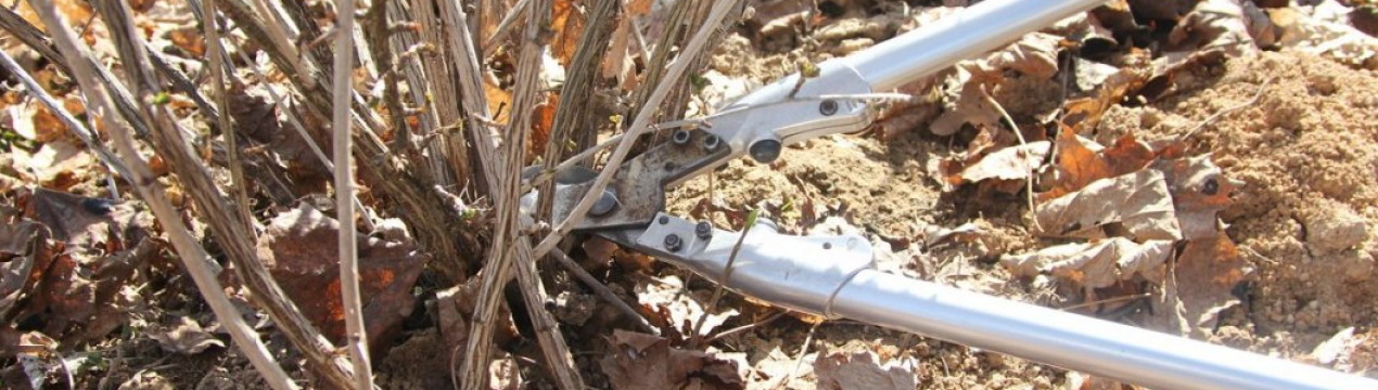 Високий врожай крониці і профілактика хвороб. Секрет в осінньому обрізанні