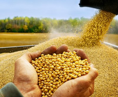 Україна втратила статус лідера у виробництві сої