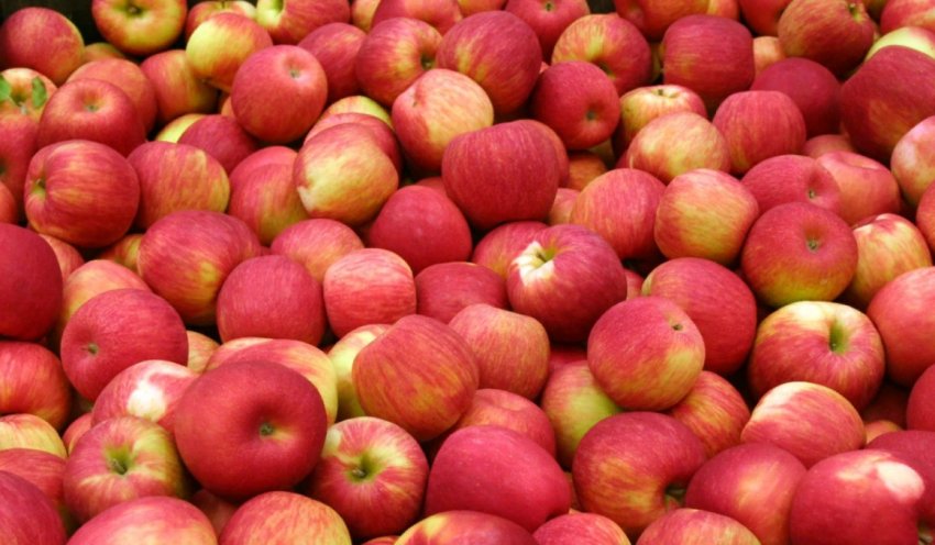 Врожай яблук Врожай яблук
