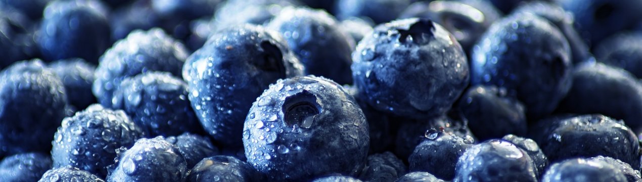 В Житомирській області знаходиться одна з найбільших плантацій черники в Європі