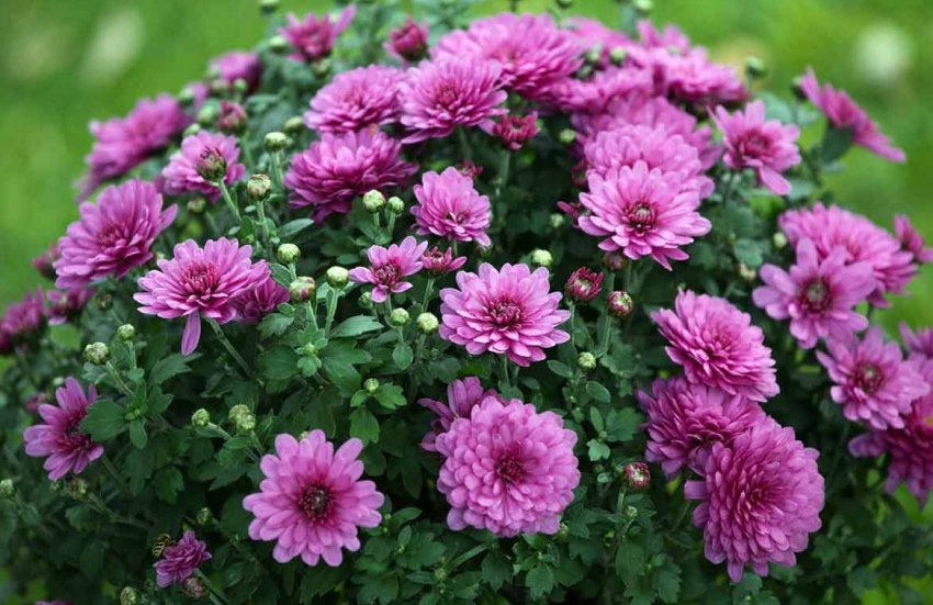 Цвітіння хризантем