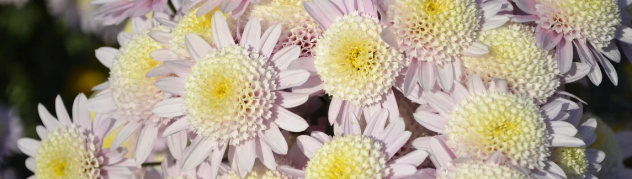 Хризантема пишно зацвіте після цього підживлення