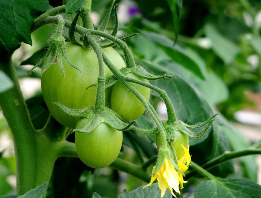 Como hacer tomate para tostadas