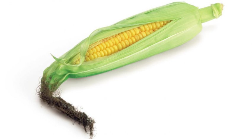 Цукрова кукурудза Цукрова кукурудза