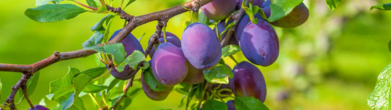 Як задовольнити шливу: обов'язкове додавання добрив після збору врожаю