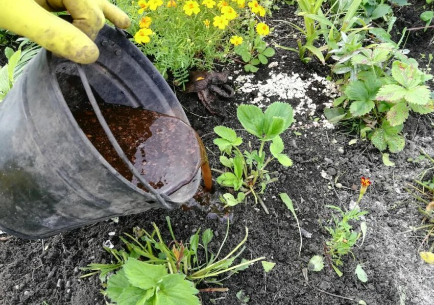 Підгодовка полуниці восени