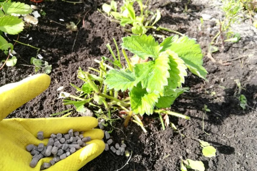 Підживлення полуниці восени