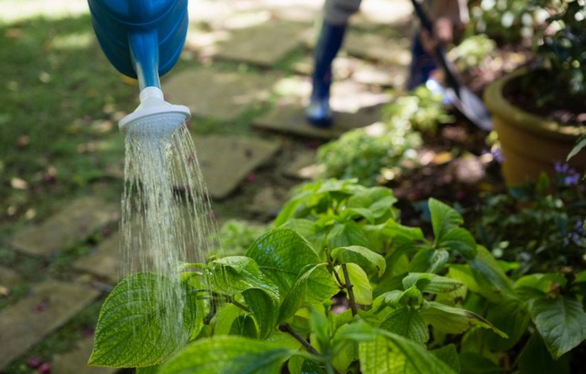 Полив гортензії восени