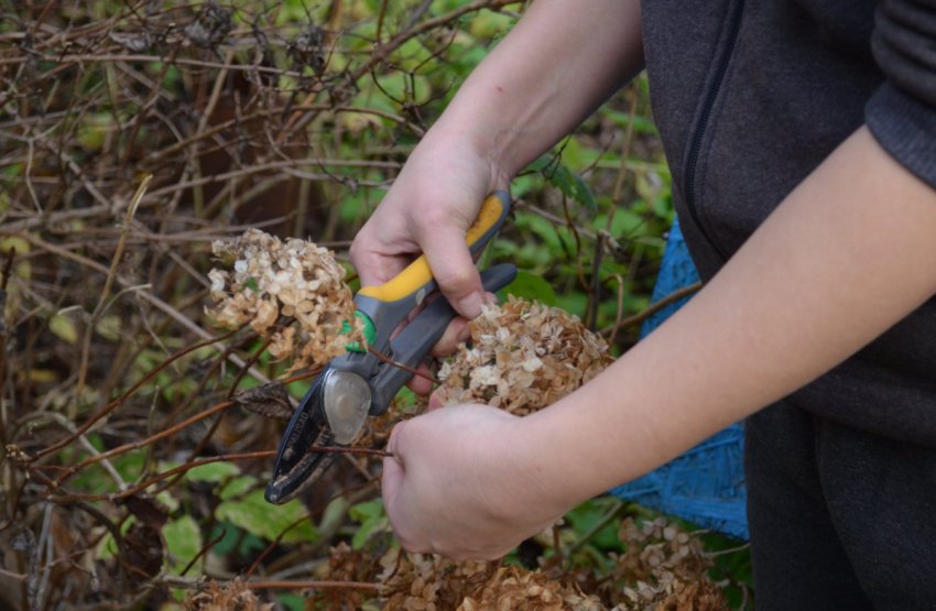 Обрізка гортензії восени