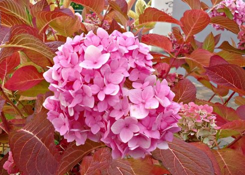 Гортензії будуть цвісти китицями, якщо зробите так в початку осені