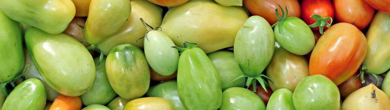 Прогнозують дощі: чи варто знімати недозрілі томати з кущів?