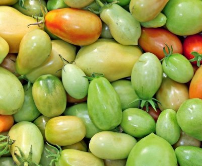 Прогнозують дощі: чи варто знімати недозрілі томати з кущів?