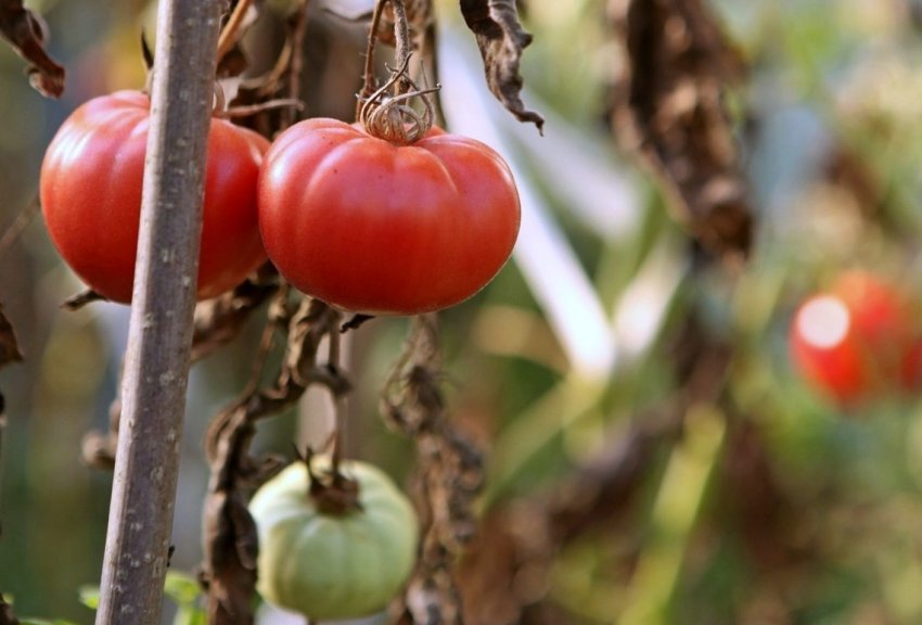 Помідори восени
