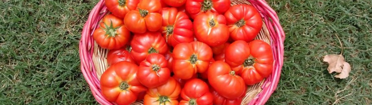 Італійські фермери відродили найдорожчий сорт томатів