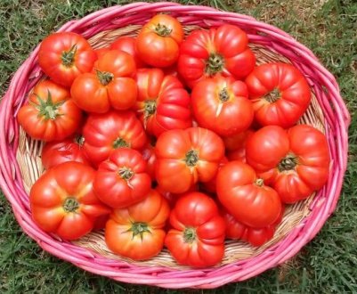 Італійські фермери відродили найдорожчий сорт томатів