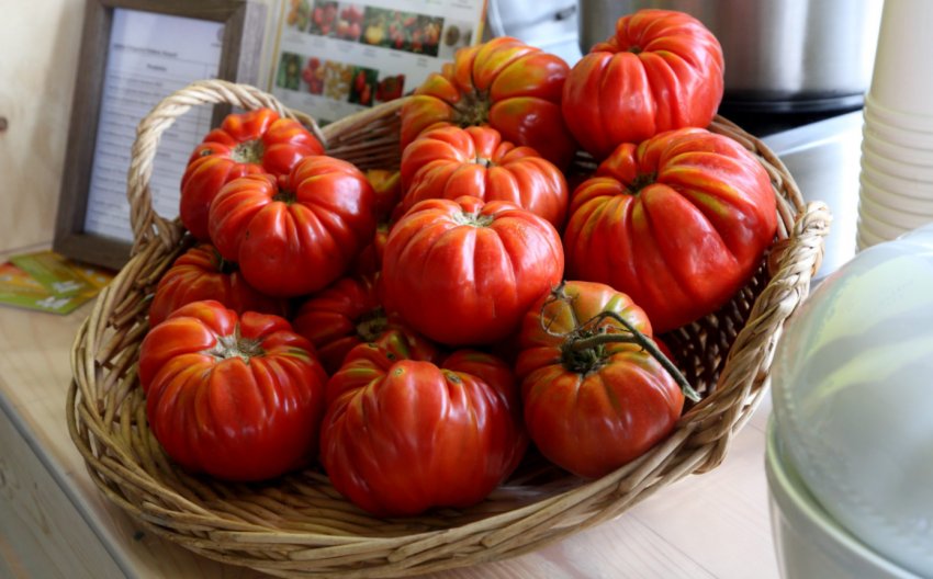 Помідор Рікчо ді Парма