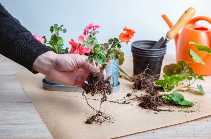 Пересадка герані