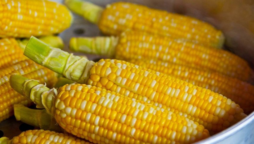Кукурудза Кукурудза