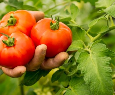 Продовжую плодоношення томатів до жовтня без теплиці