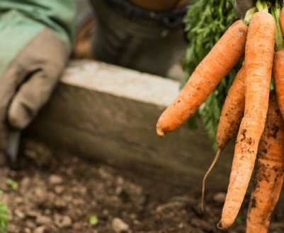 Виросте у 2 рази крупніше звичайної! Як посадити моркву на зиму?