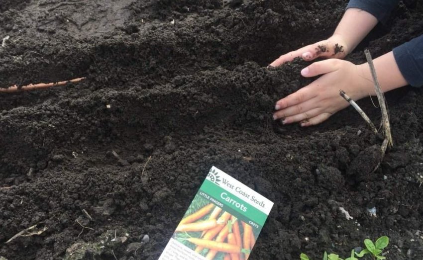 Посів моркви під зиму