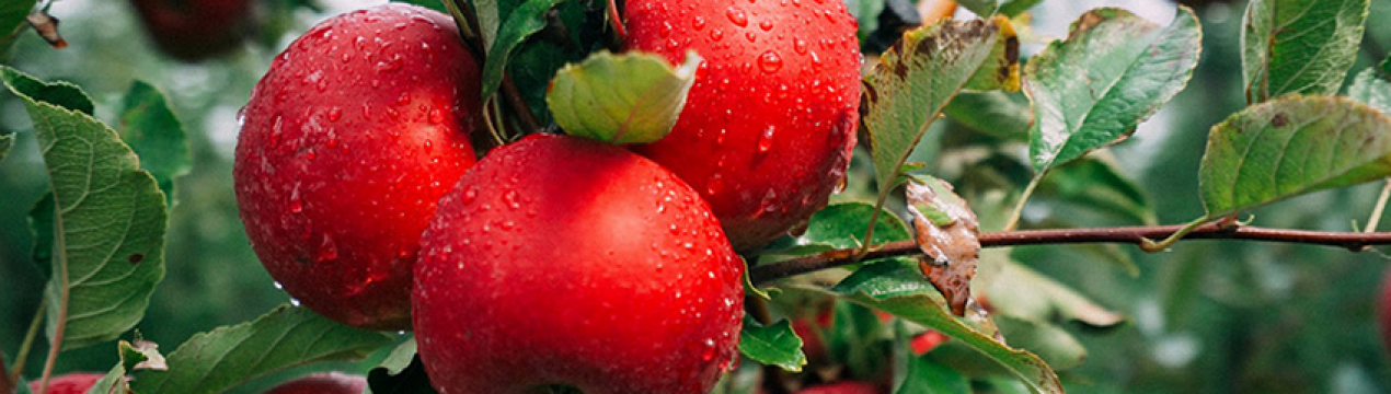 Вчені вивели новий сорт яблук