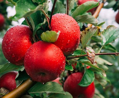 Вчені вивели новий сорт яблук