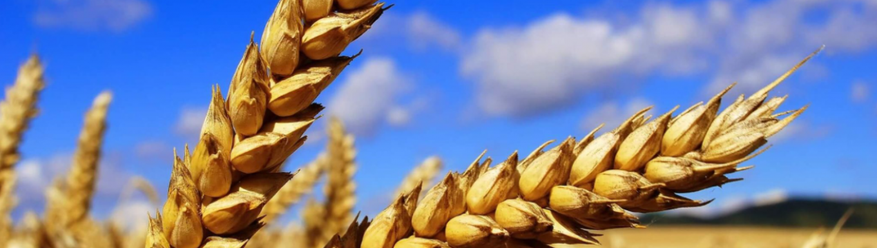 Учені створили унікальну пшеницю