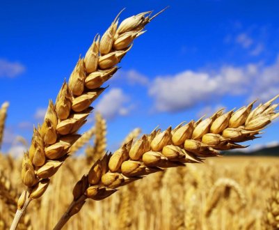 Учені створили унікальну пшеницю