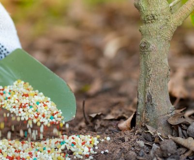 Дбайте про врожай заздалегідь! 3 важливі додаткові годування саду восени