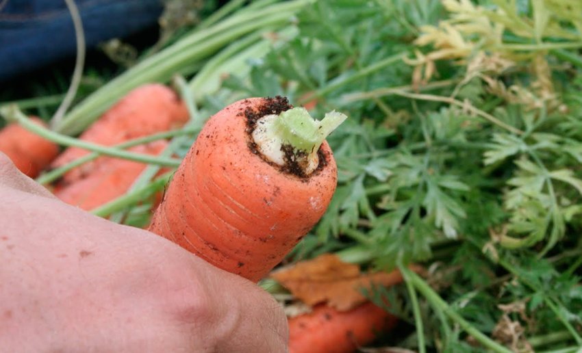 Видалення пелюсток моркви