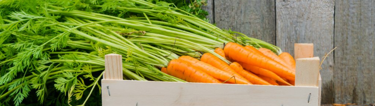 Щоб зберегти моркву до року без пошкоджень, обрізаю крона зараз тільки так