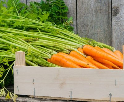 Щоб зберегти моркву до року без пошкоджень, обрізаю крона зараз тільки так