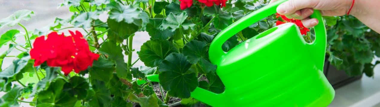 Швидкий ріст і обильне цвітіння: важливі підживлення для домашньої герані