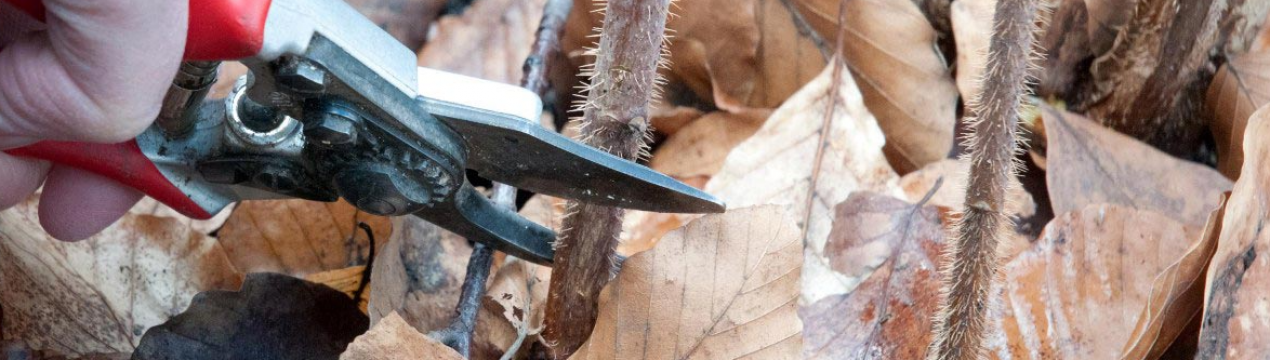 Щоб врожай подвоївся: як правильно підстригти малину восени?