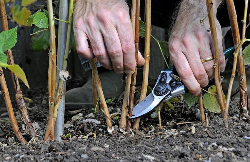 Обрізка малини восени Обрізка малини восени
